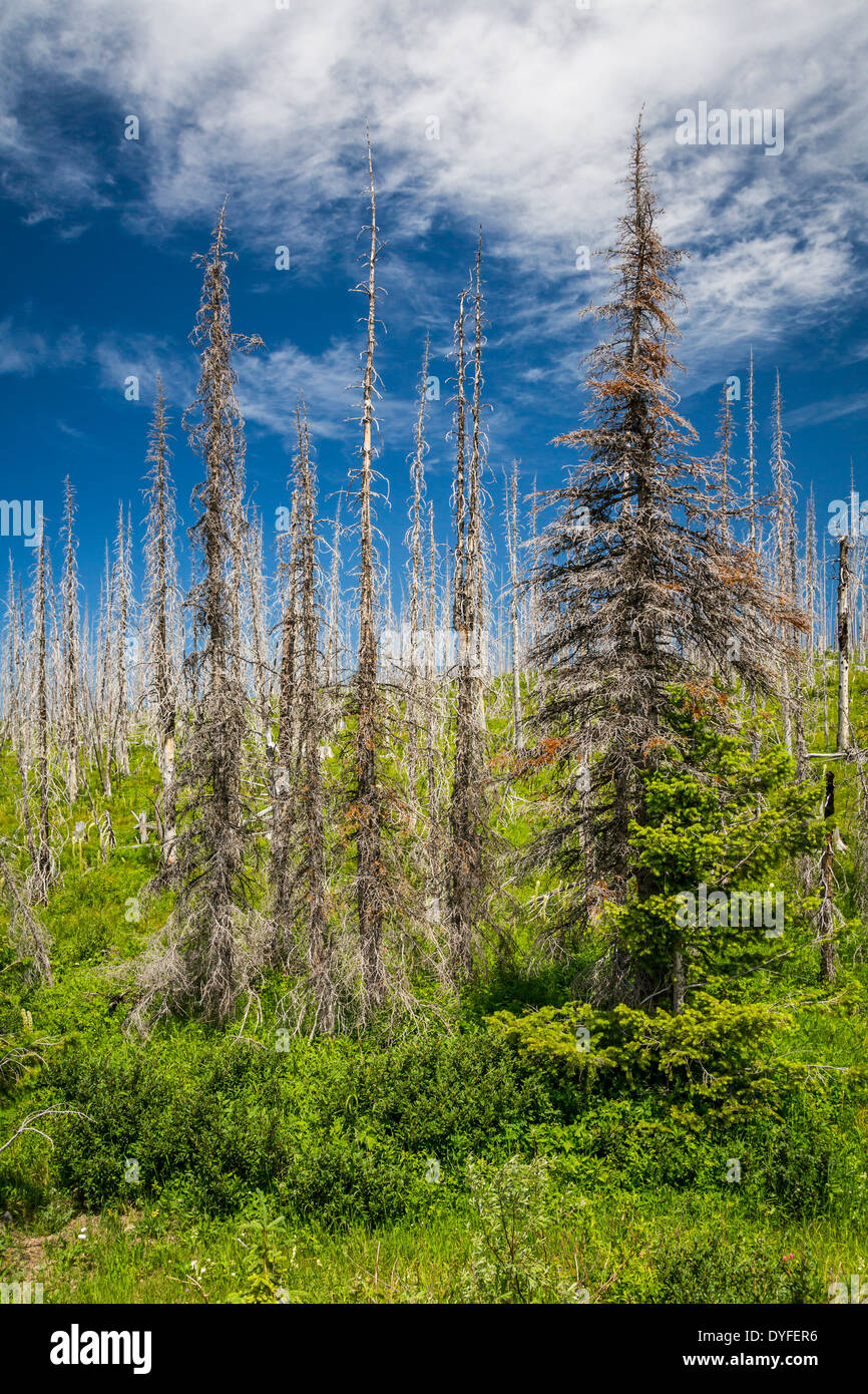 Geist der Bäume, Nachweis der letzten Feuer Waldschäden in den Hügeln östlich von Glacier National Park, Montana, USA. Stockfoto