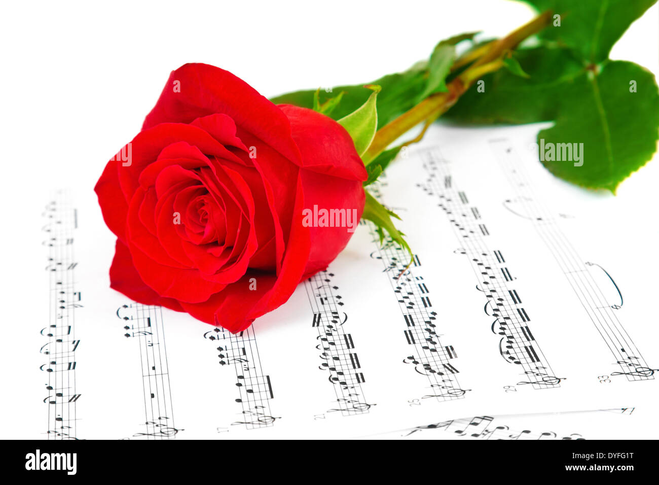 Rose und Musik Blätter Stockfoto