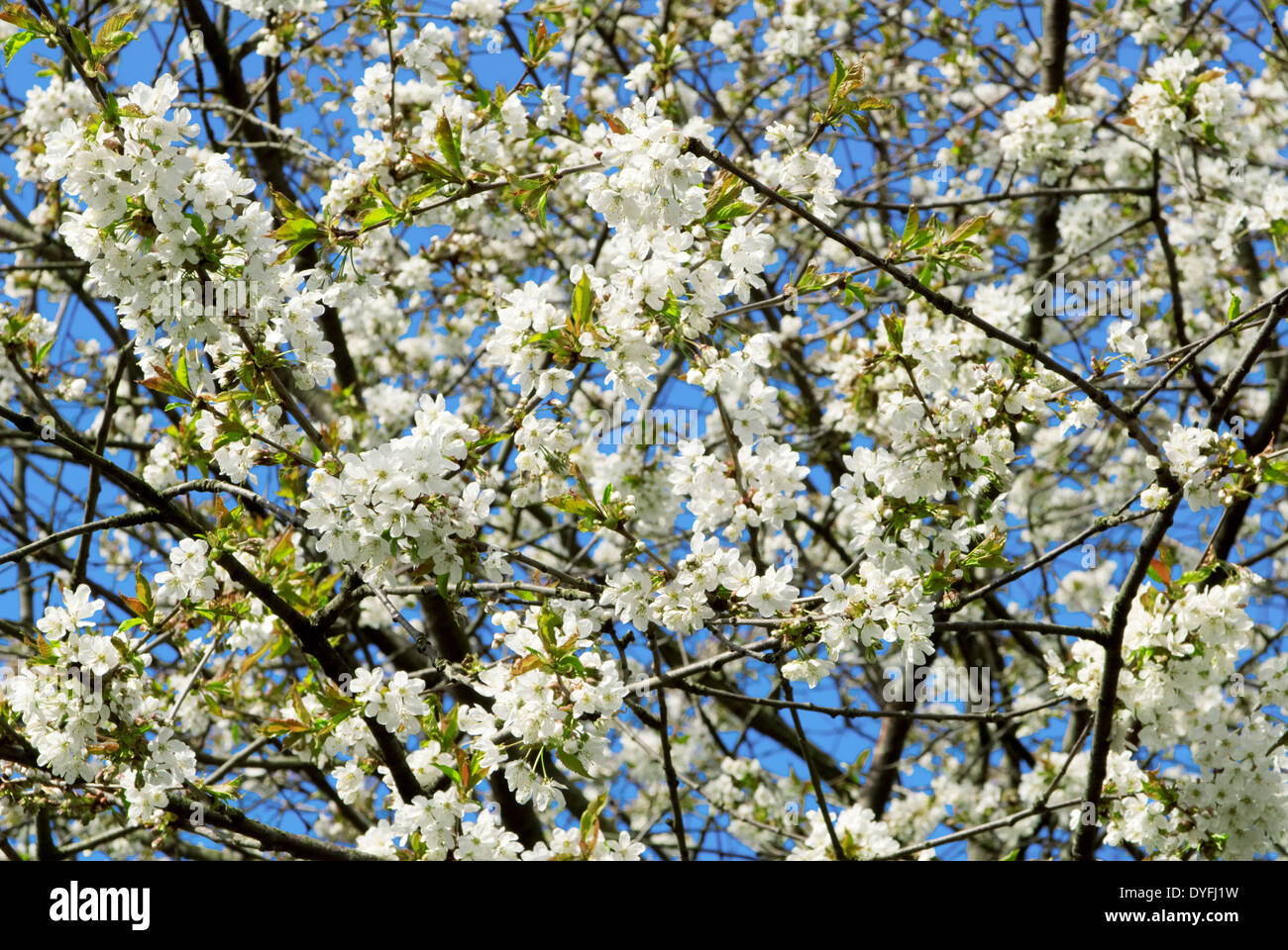 An einem sonnigen Tag im Frühjahr blühenden Apfelbaum Stockfoto