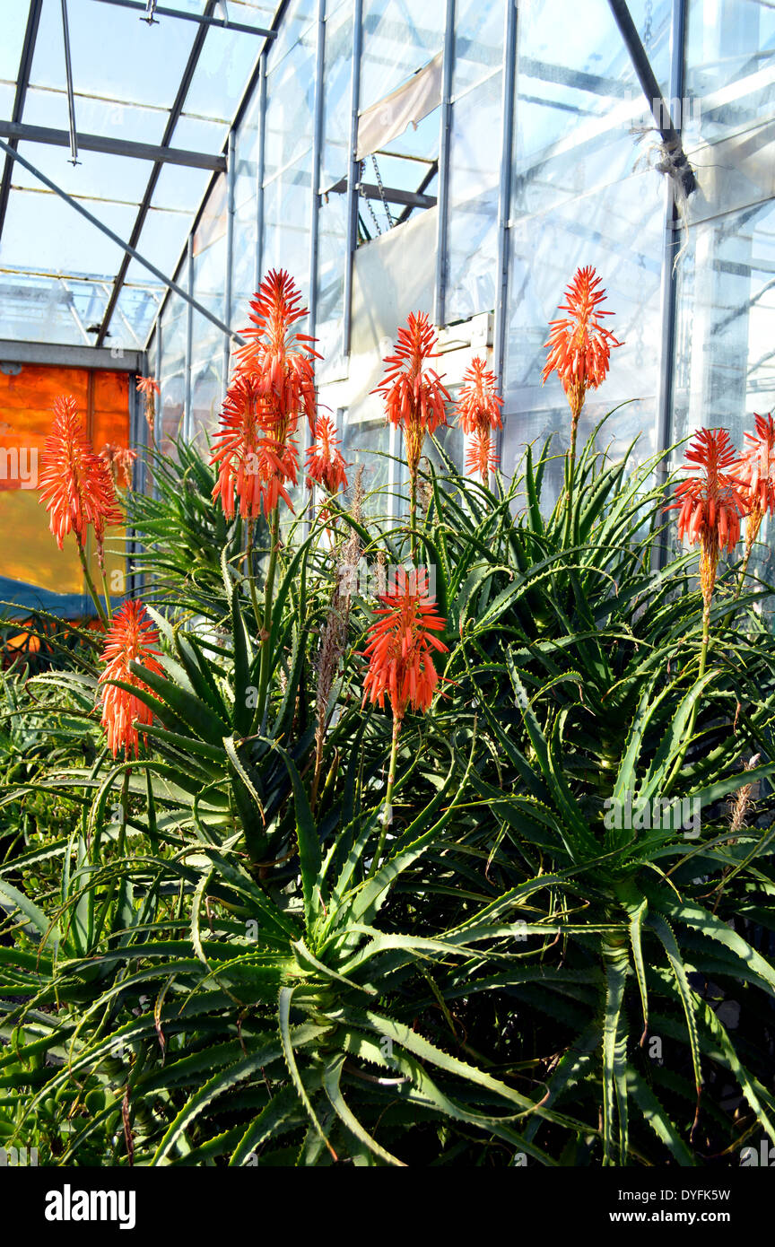 Aloe Arborescens "Compton" Stockfoto