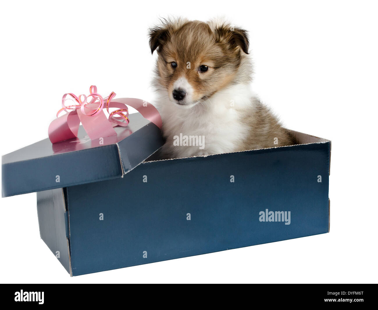 kleinen Welpen Sheltie in einer Geschenkbox auf grauem Hintergrund Stockfoto