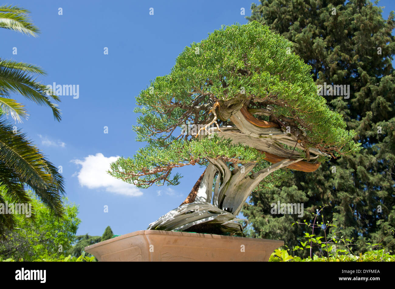 Bonsai trees in bonsai garden Fotos und Bildmaterial in hoher