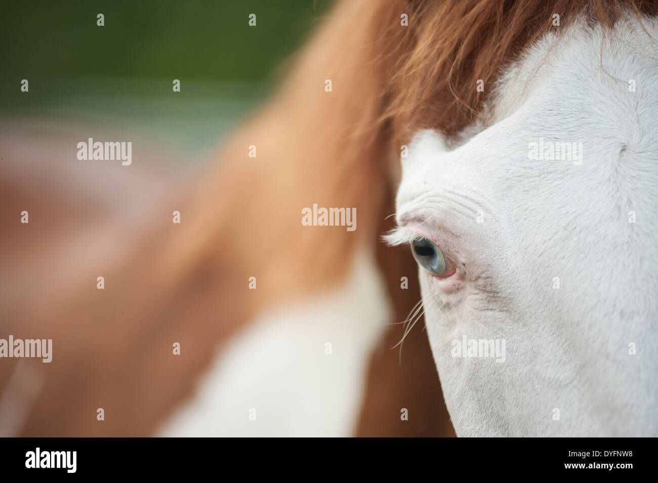 Detail von Paint Quarter Horse eye Stockfoto