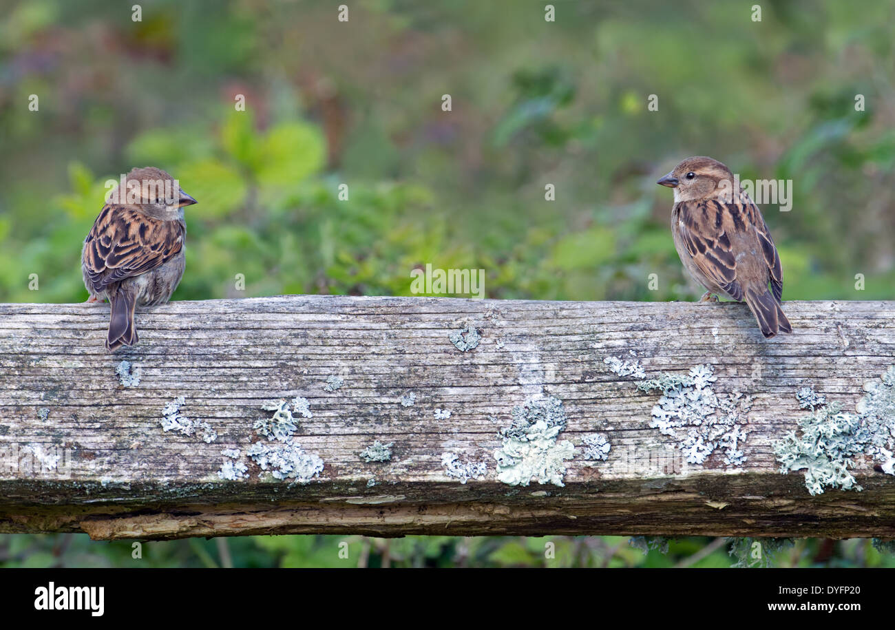 Paar der weiblichen Haussperlinge - Passer Domesticus Perched auf einer Bank, Frühling, Uk. Stockfoto