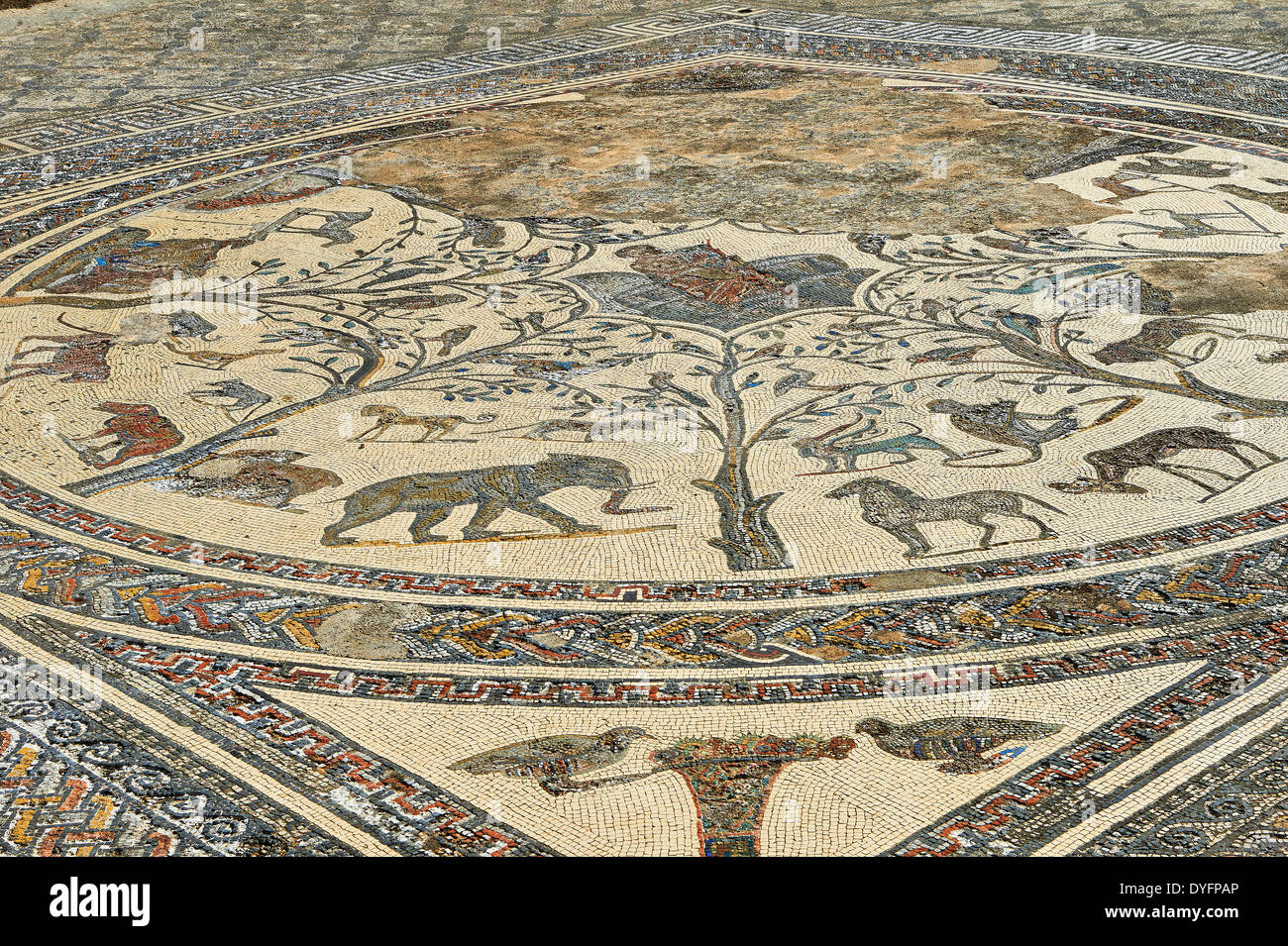 Römisches Mosaik aus dem Haus des Orpheus Volubilis Ausgrabungsstätte, Marokko Stockfoto