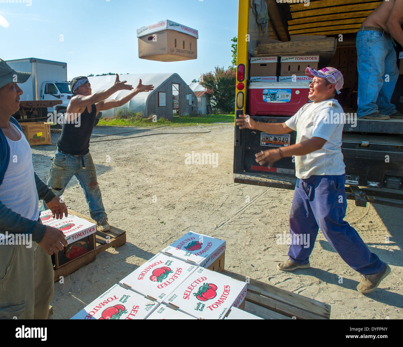 Landarbeiter warf Schachtel mit Tomaten Shelltwon MD Stockfoto