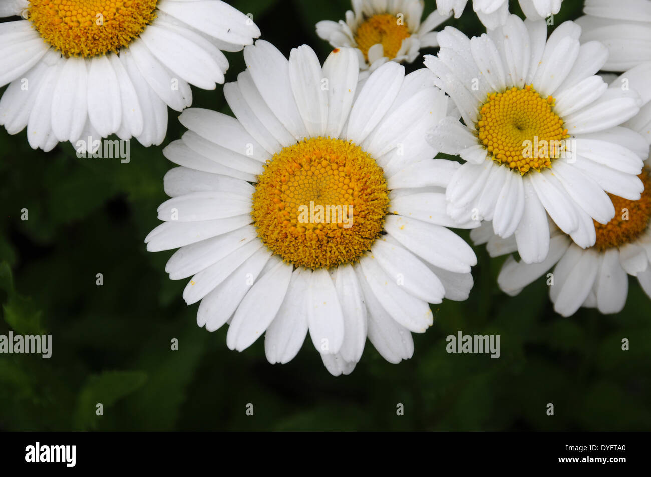 Daisy weiß mit gelben Zentren Stockfoto