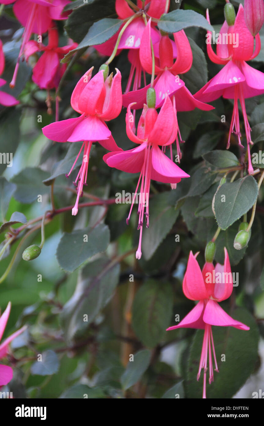 Hängende pink und lila Fuchsia Anlage Stockfoto