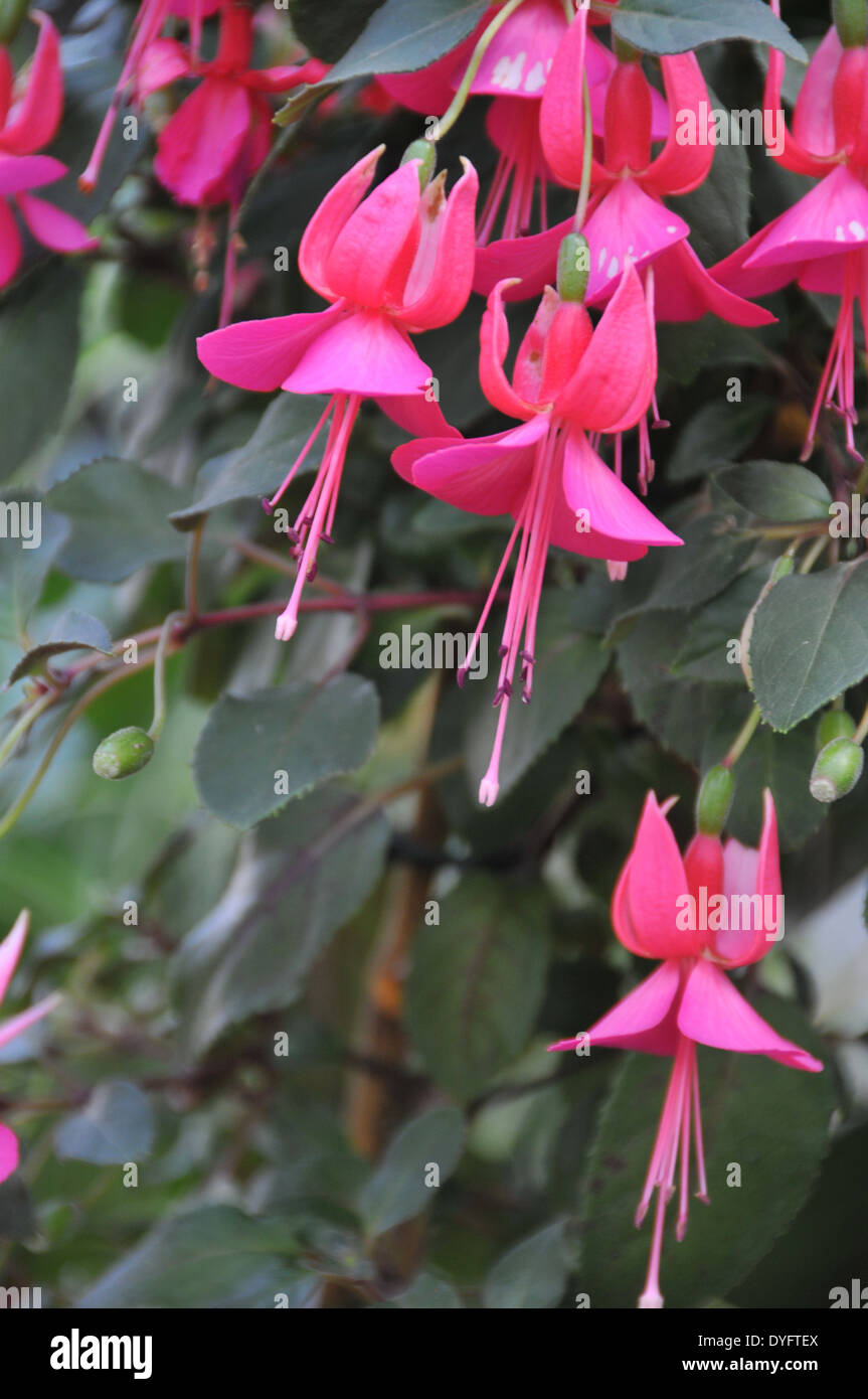 Hängende pink und lila Fuchsia Anlage Stockfoto