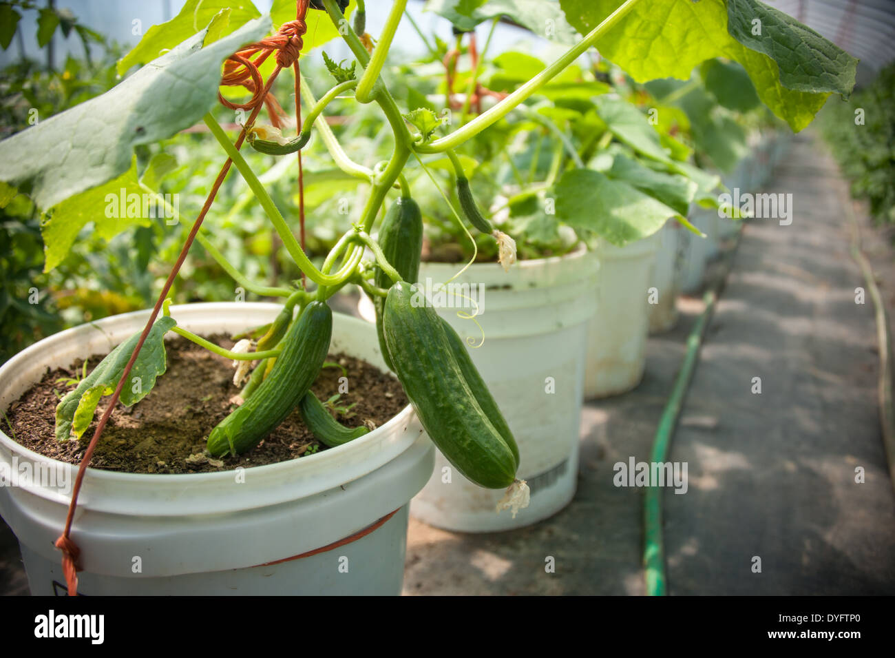 Gurkenpflanzen im Eimer Thurmont MD Stockfoto