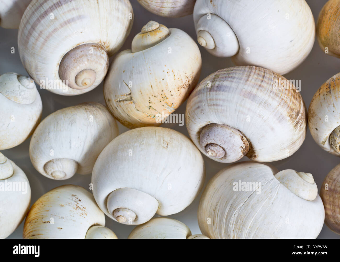 Weisse Muscheln auf isolierte Hintergrund Stockfoto