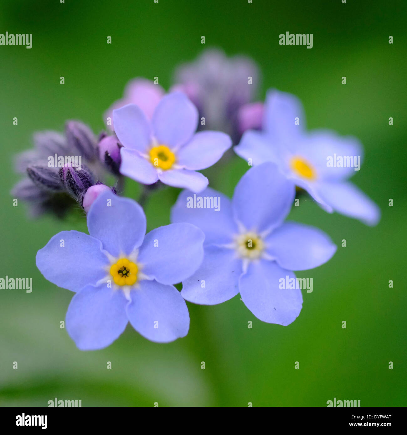 Myosotis Sylvatica "Royal Blue" Forget Me Not Blumen Stockfoto