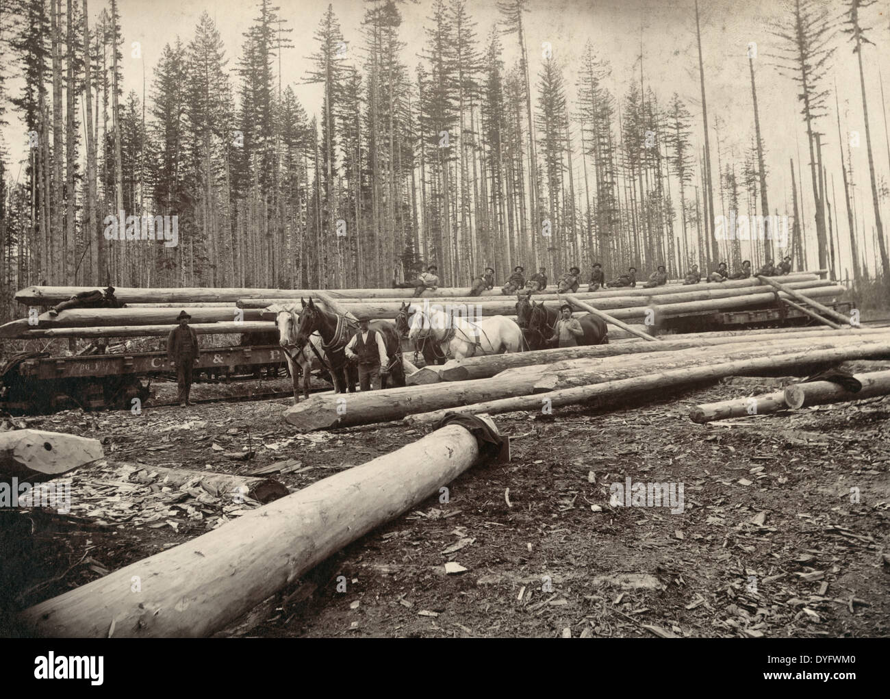 Fische fangen Pfähle, Länge 120 ft. - Arbeiter und ein Team von Pferden inmitten Protokolle mit angespitzten enden in den Cascade Mountains in der Nähe von Seattle, Washington, 1899 Stockfoto Fische fangen Pfähle, Länge 120 ft. - Arbeiter und ein Team von Pferden inmitten Protokolle mit angespitzten enden in den Cascade Mountains in der Nähe von Seattle, Washington, 1899 Stockfoto