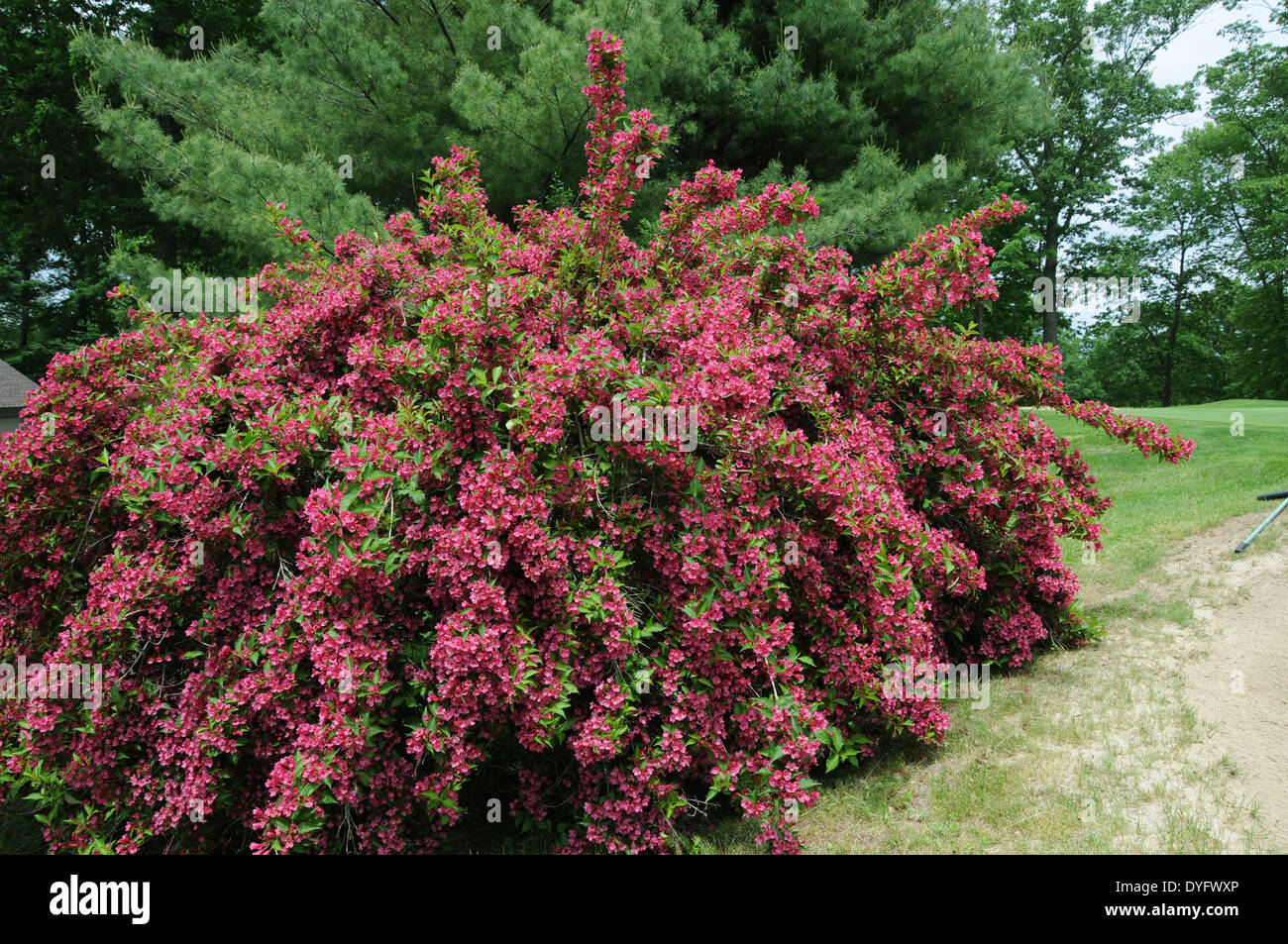Weigela busch Fotos und Bildmaterial in hoher Auflösung Alamy