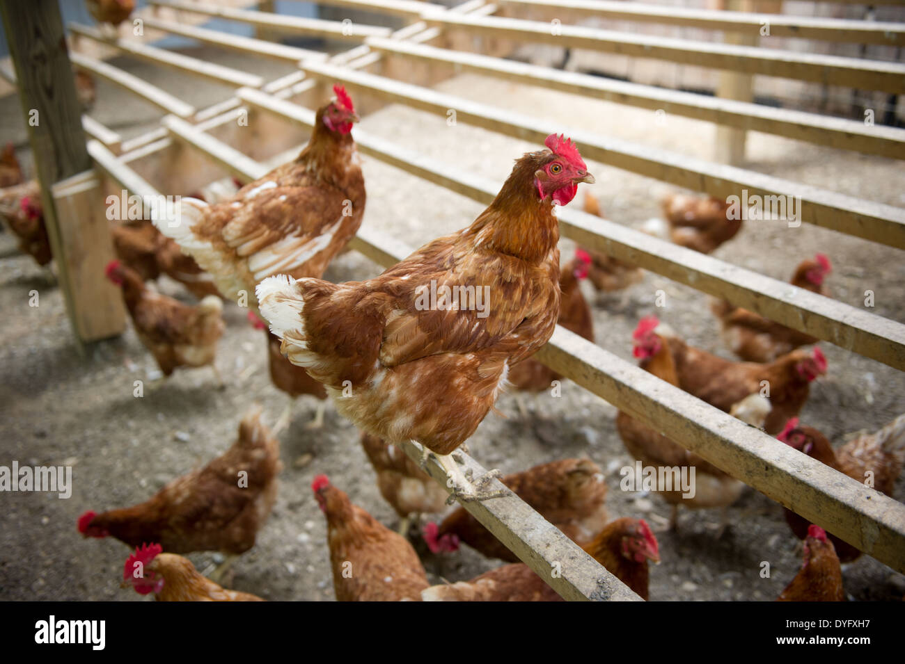 Hühner - Clinton MD Stockfoto