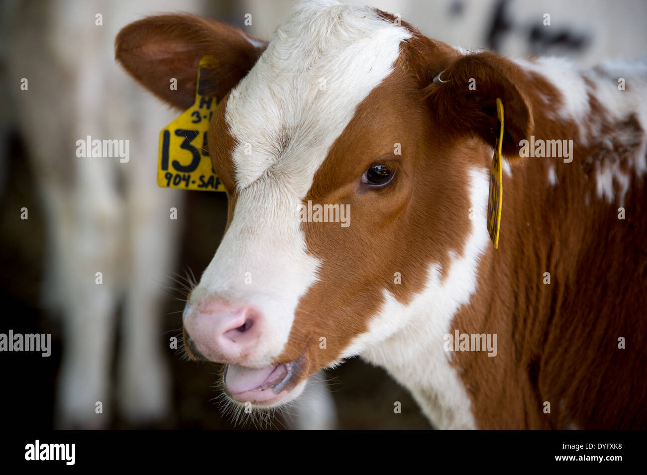 Molkerei Kalb Williamsport MD Stockfoto