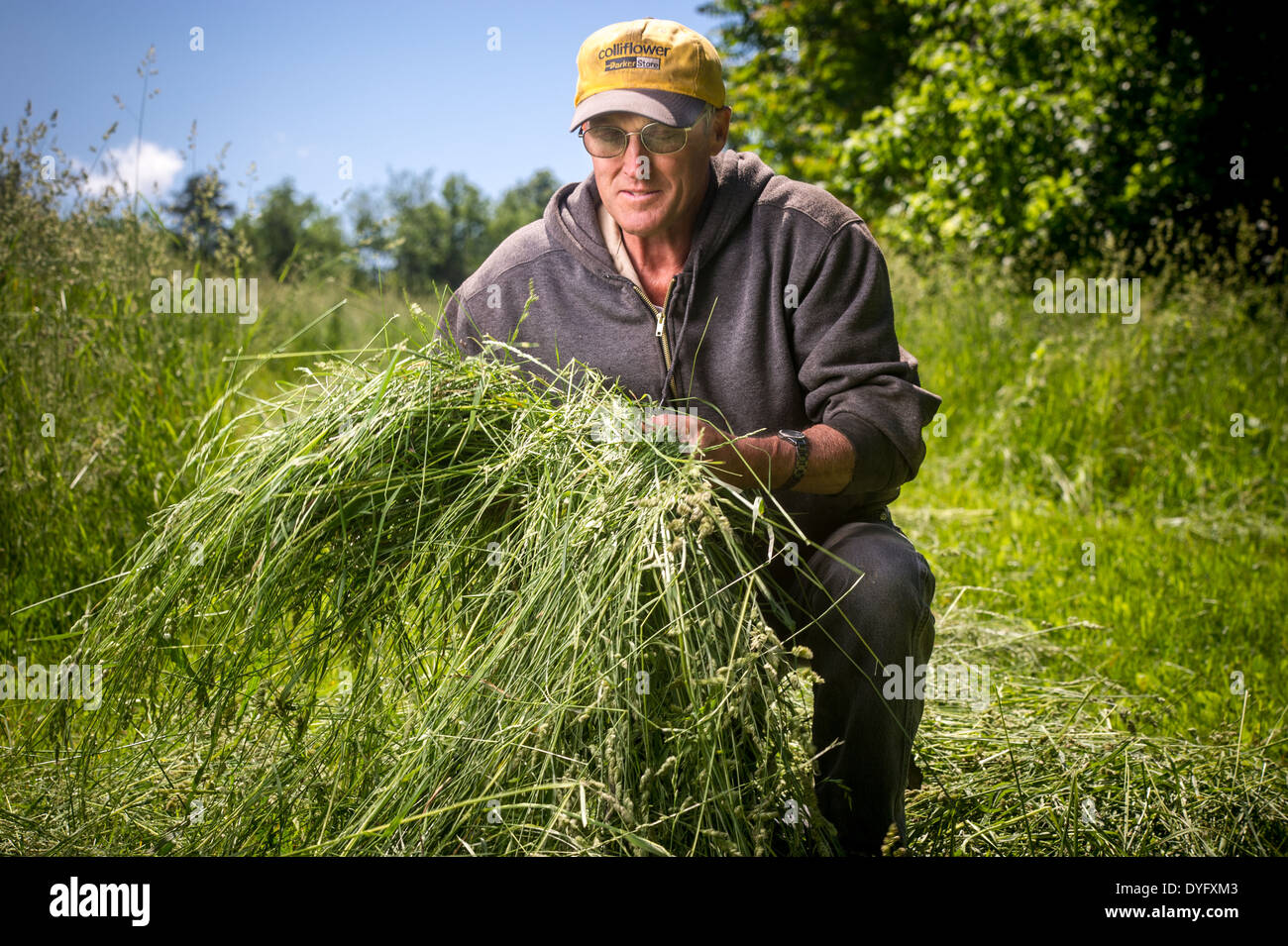 Landwirt in Heu Feld Williamsport MD Stockfoto