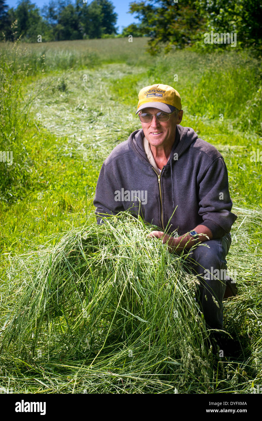 Landwirt in Heu Feld Williamsport MD Stockfoto