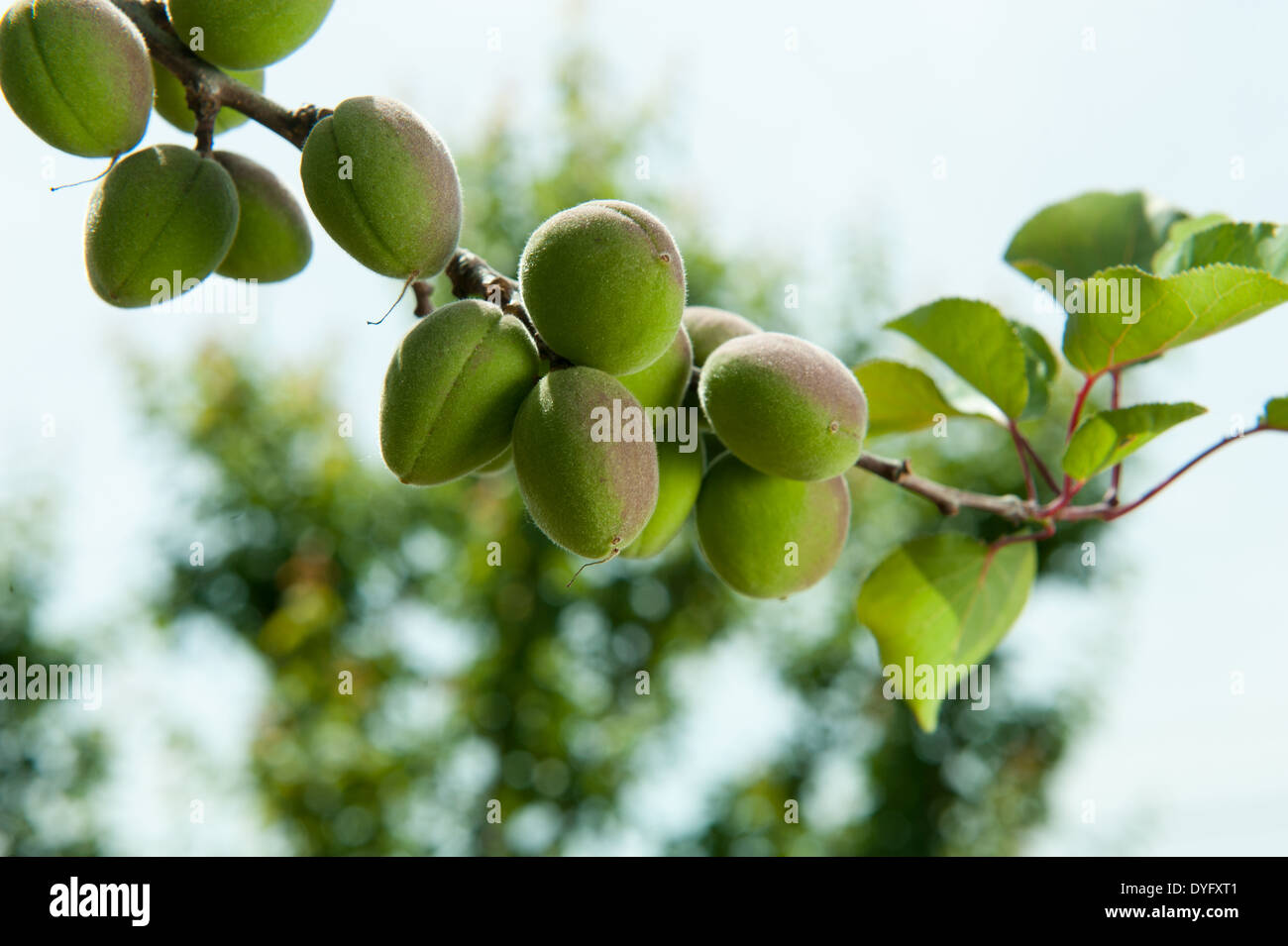 Grüne Aprikosen auf einem Ast Stockfoto