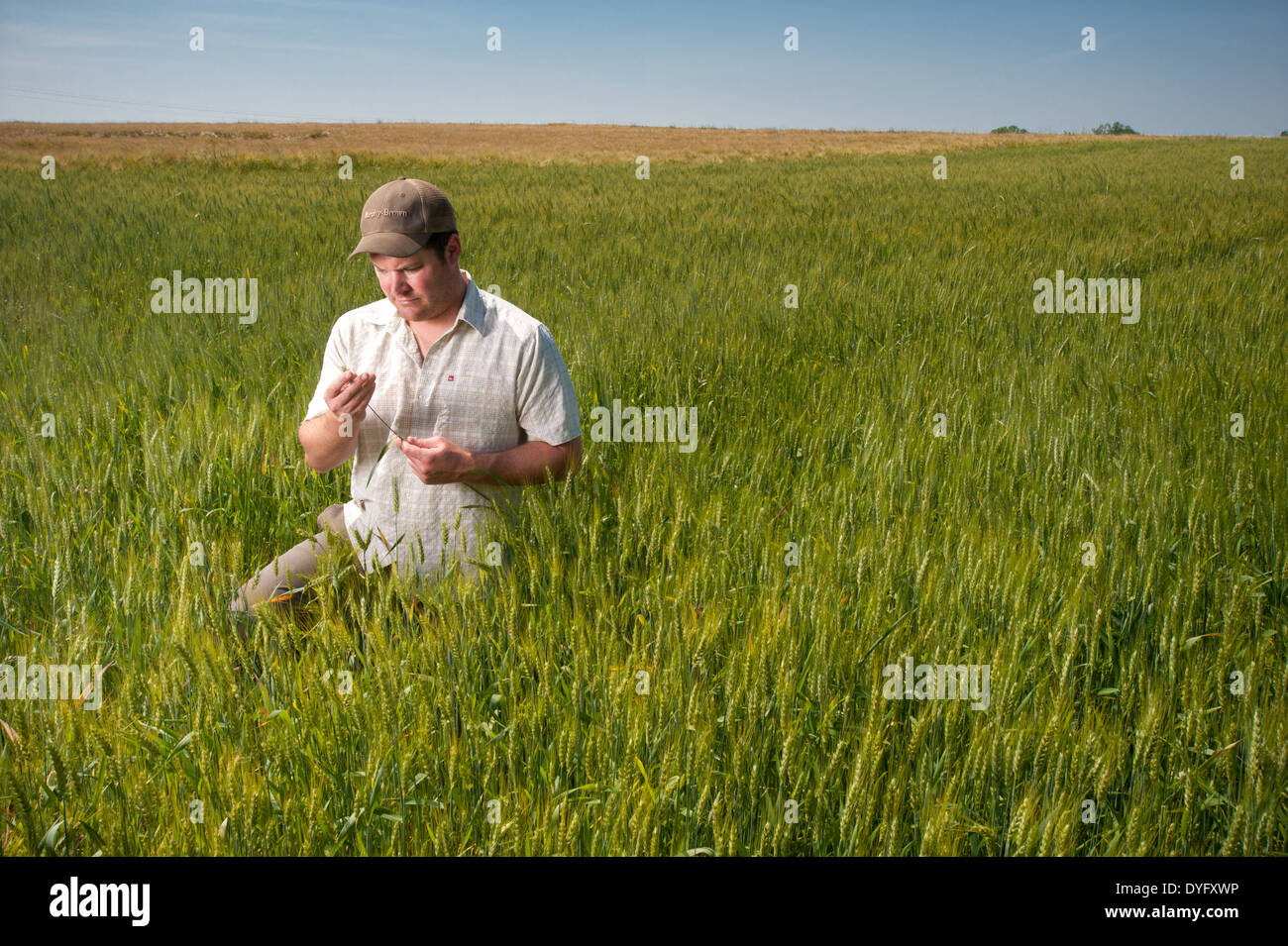 Landwirt im Bereich Weizenkorn Produzent, Cordova MD Stockfoto