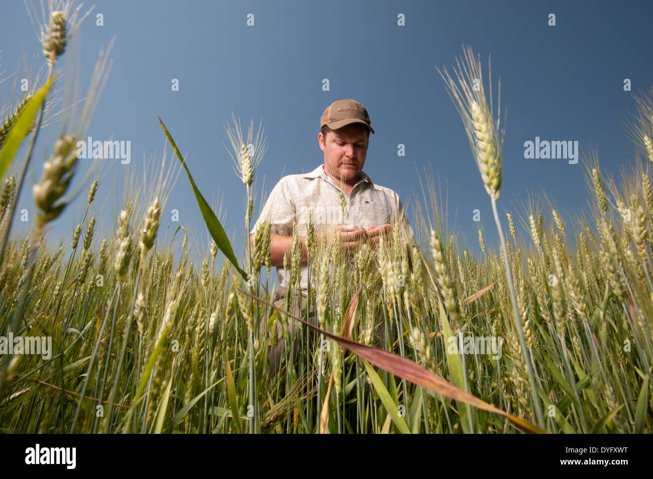 Landwirt im Bereich Weizenkorn Produzent, Cordova MD Stockfoto