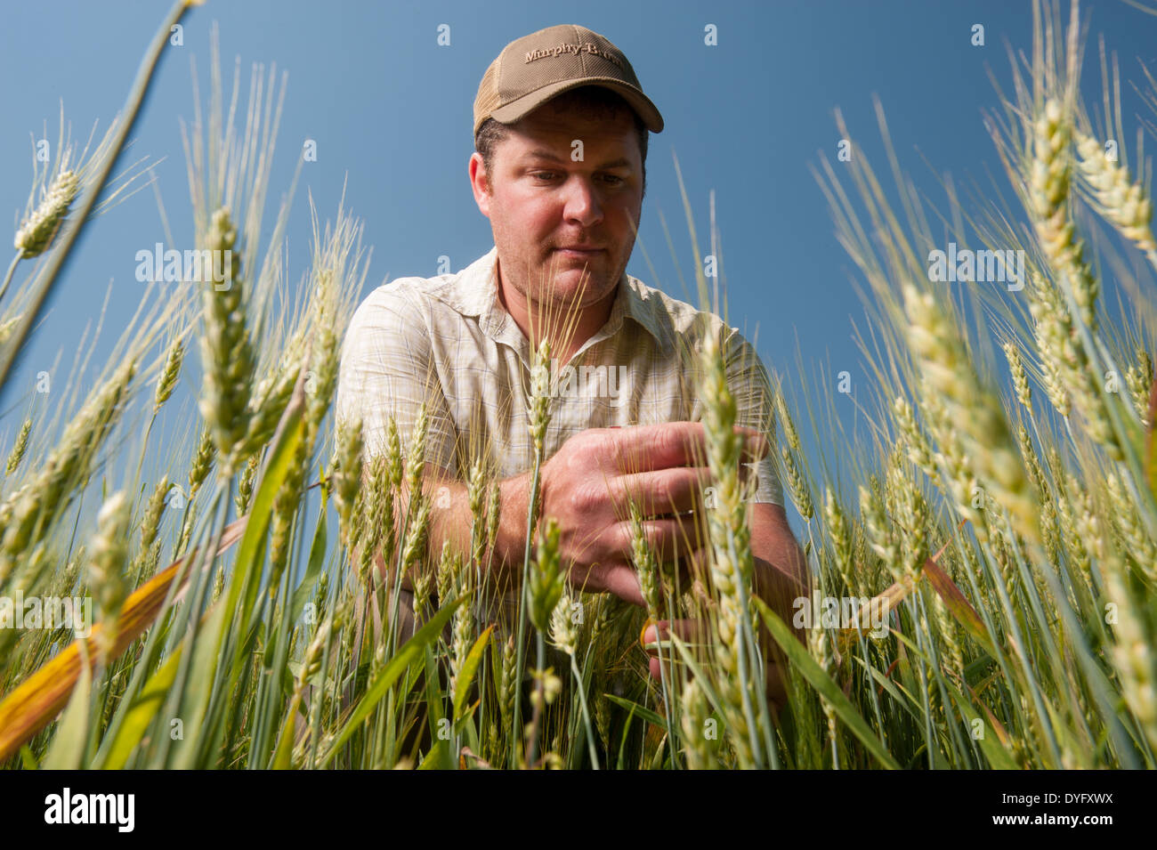 Landwirt im Bereich Weizenkorn Produzent, Cordova MD Stockfoto