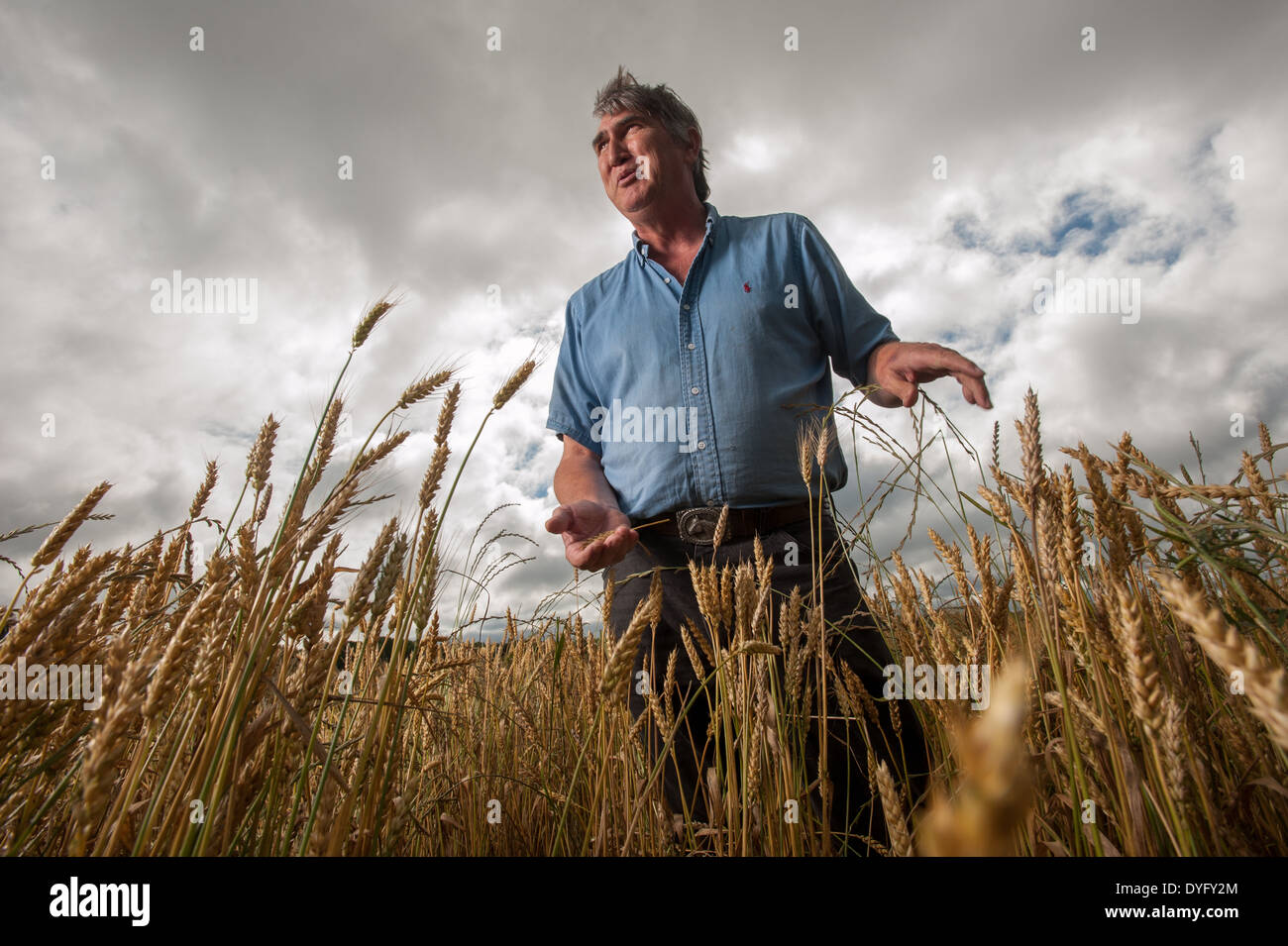 Landwirt in Weizen Feld Snow Hill MD Stockfoto