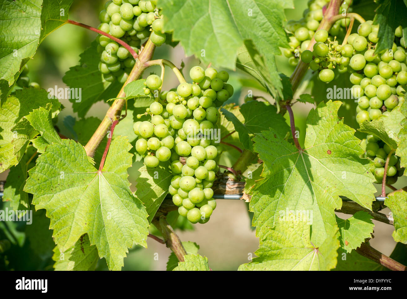 Grüne Trauben am Rebstock Nordost PA Stockfoto