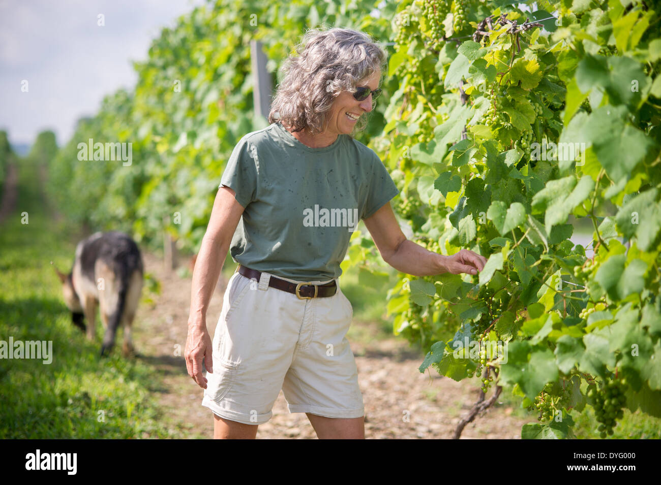 Bäuerin Trauben Nordost PA Inspektion Stockfoto