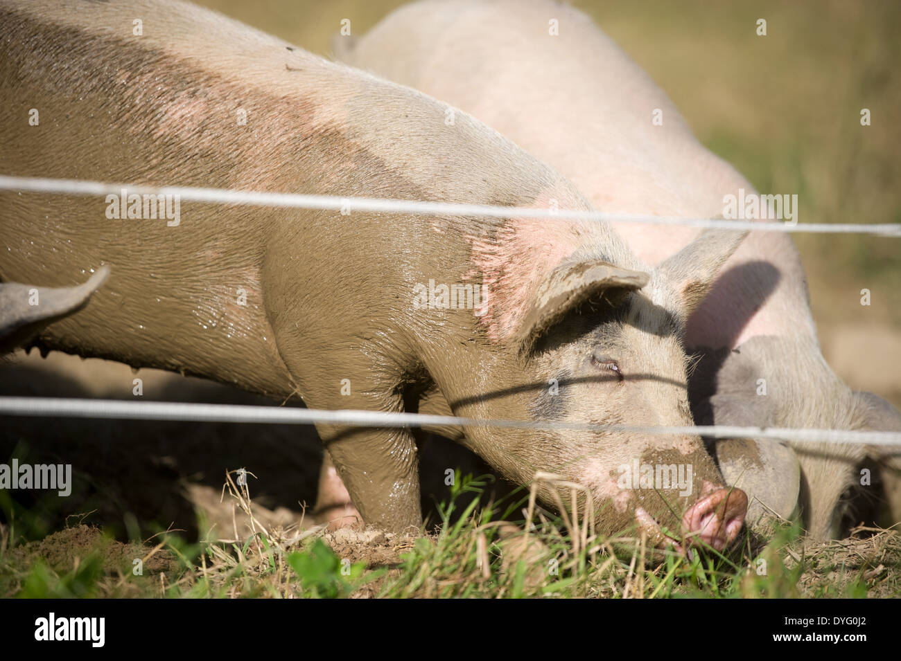 Schweine Lisbon Falls, ME Stockfoto