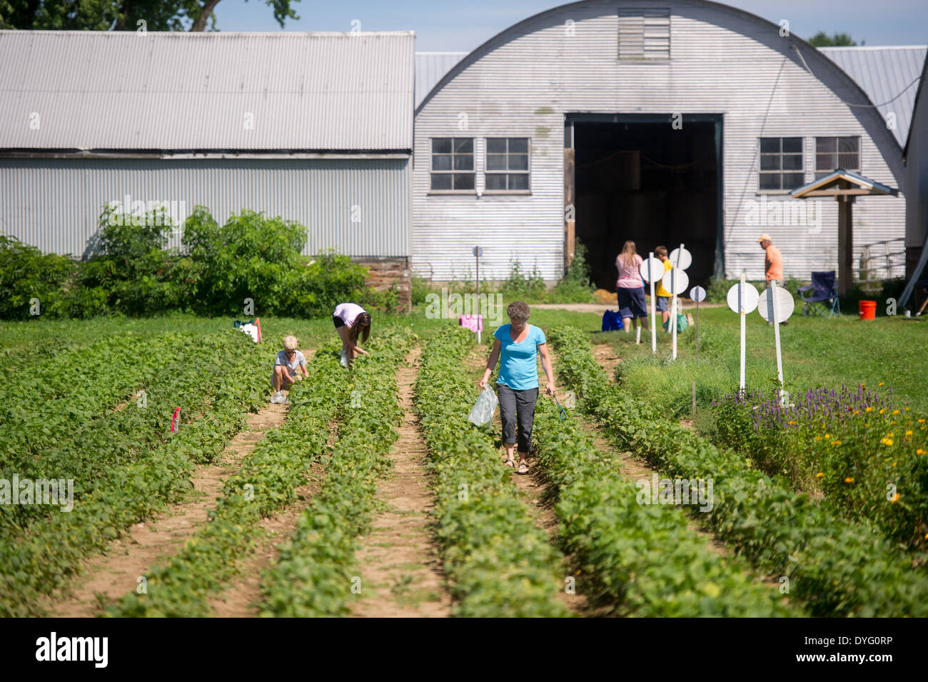 Menschen Sie sammeln grüne Bohnen Brunswick, Maine Stockfoto