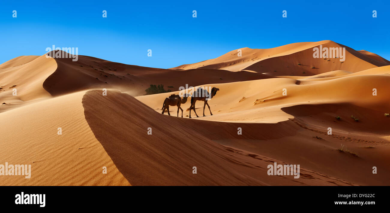 Kamele unter der Sahara Dünen von Erg Chebbi, Marokko, Afrika Stockfoto