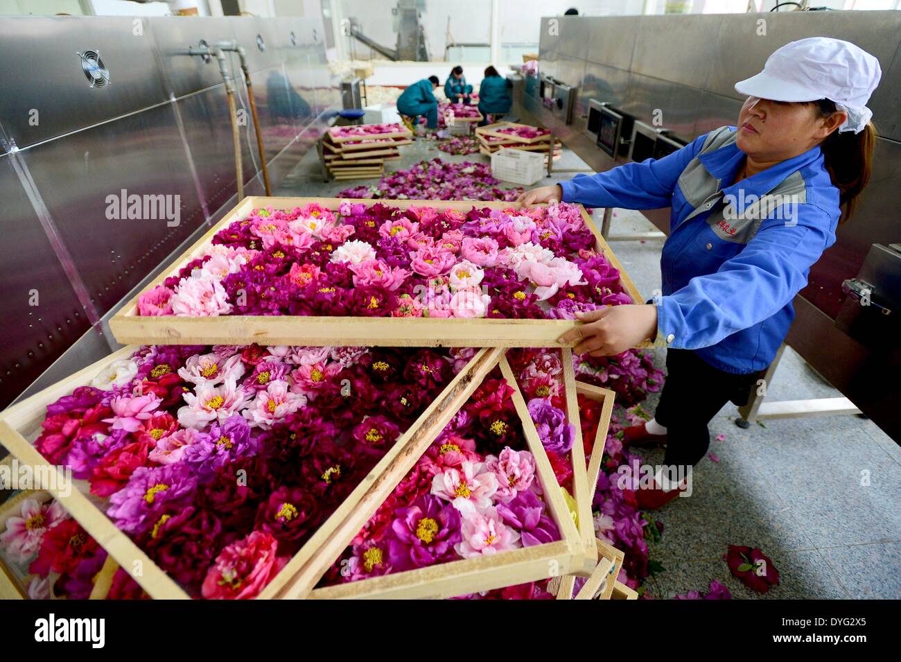 Heze, China Shandong Provinz. 16. April 2014. Mitarbeiter sortieren, Pfingstrose Blumen Kräutertee bei einem Workshop in der ostchinesischen Provinz Shandong, 16. April 2014 Heze Stadt zu machen. Heze, wachsen etwa 30.000 Hektar der Pfingstrose, ist die Heimatstadt der Blume, wo es als Nahrung, qualitativ hochwertige Speiseöl, Kosmetik, pflanzliche Arzneimittel genommen wird. © Guo Xulei/Xinhua/Alamy Live-Nachrichten Stockfoto