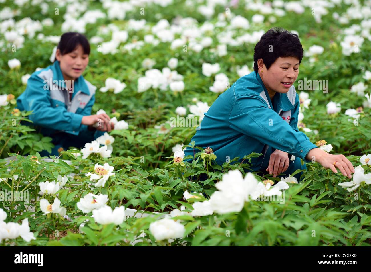 Heze, China Shandong Provinz. 16. April 2014. Menschen Havest Pfingstrose Blütenblätter in der ostchinesischen Provinz Shandong, 16. April 2014 Heze Stadt. Heze, wachsen etwa 30.000 Hektar der Pfingstrose, ist die Heimatstadt der Blume, wo es als Nahrung, qualitativ hochwertige Speiseöl, Kosmetik, pflanzliche Arzneimittel genommen wird. © Guo Xulei/Xinhua/Alamy Live-Nachrichten Stockfoto