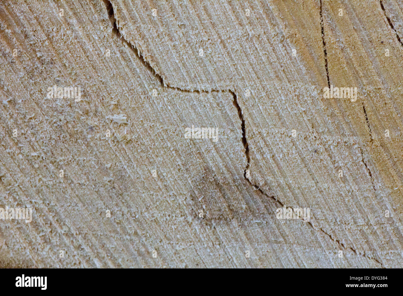 Split-Log, rissige Holz Stockfoto