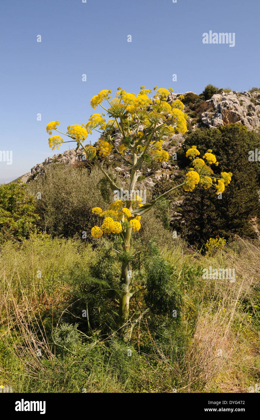 Riesigen wilden Fenchel wächst in die fünf finger Mountain Range Besparmak Nordzypern Stockfoto