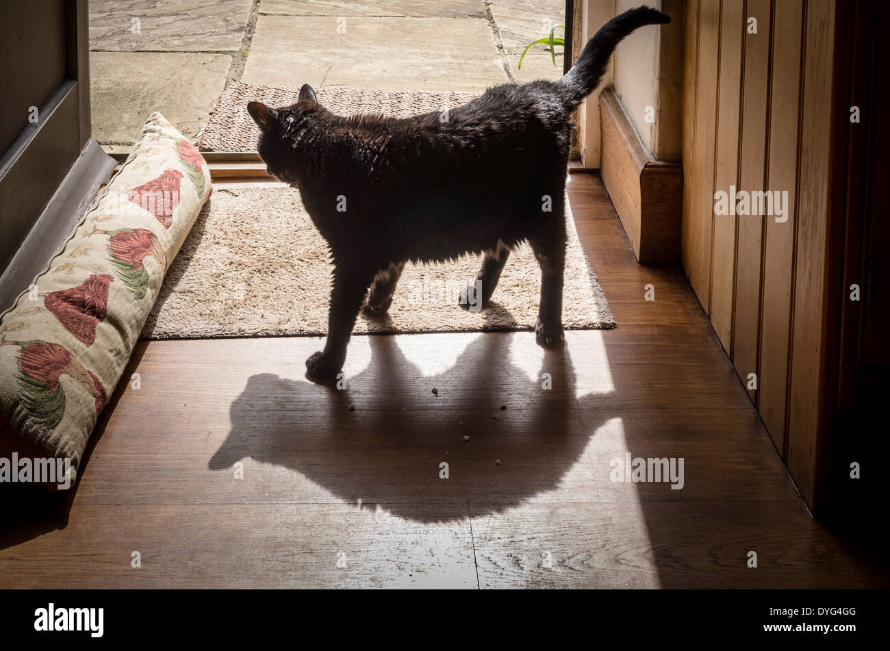 Eine alte schwarze Katze Betrachtung Wagen im Freien bei ersten Anzeichen des Frühlings Stockfoto