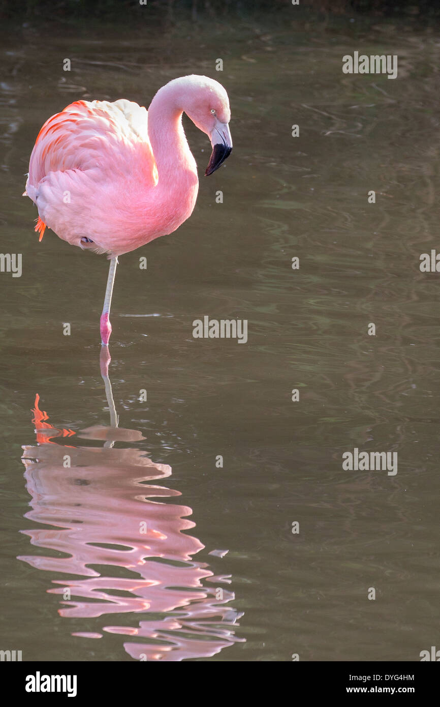 Chilenische Flamingo Stockfoto