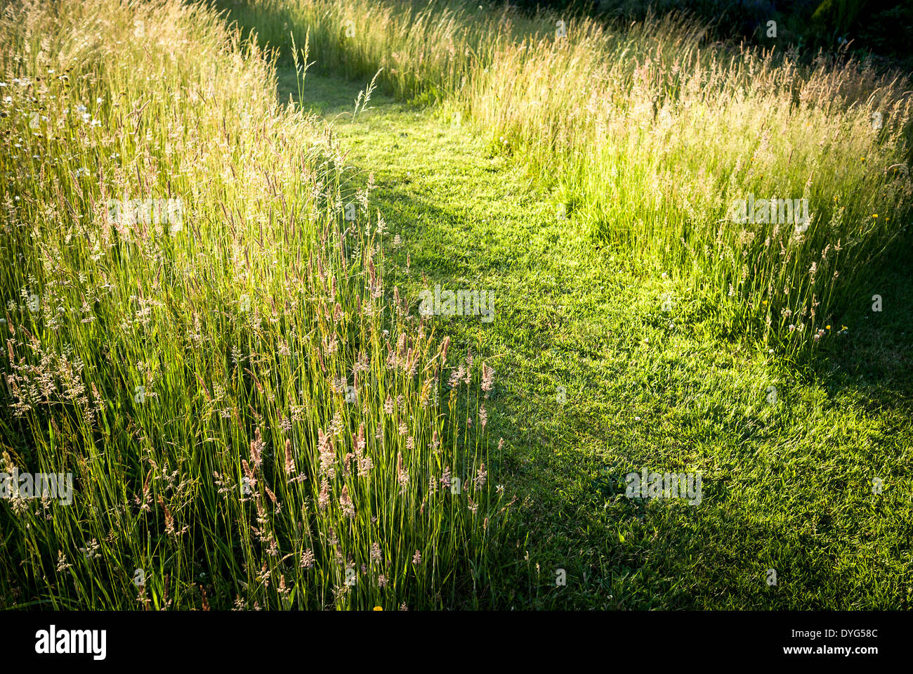 Grasrasen mit Pfad dürfen wachsen, um Insekten und Vögeln in Wiltshire, England, einen Lebensraum zu bieten Stockfoto