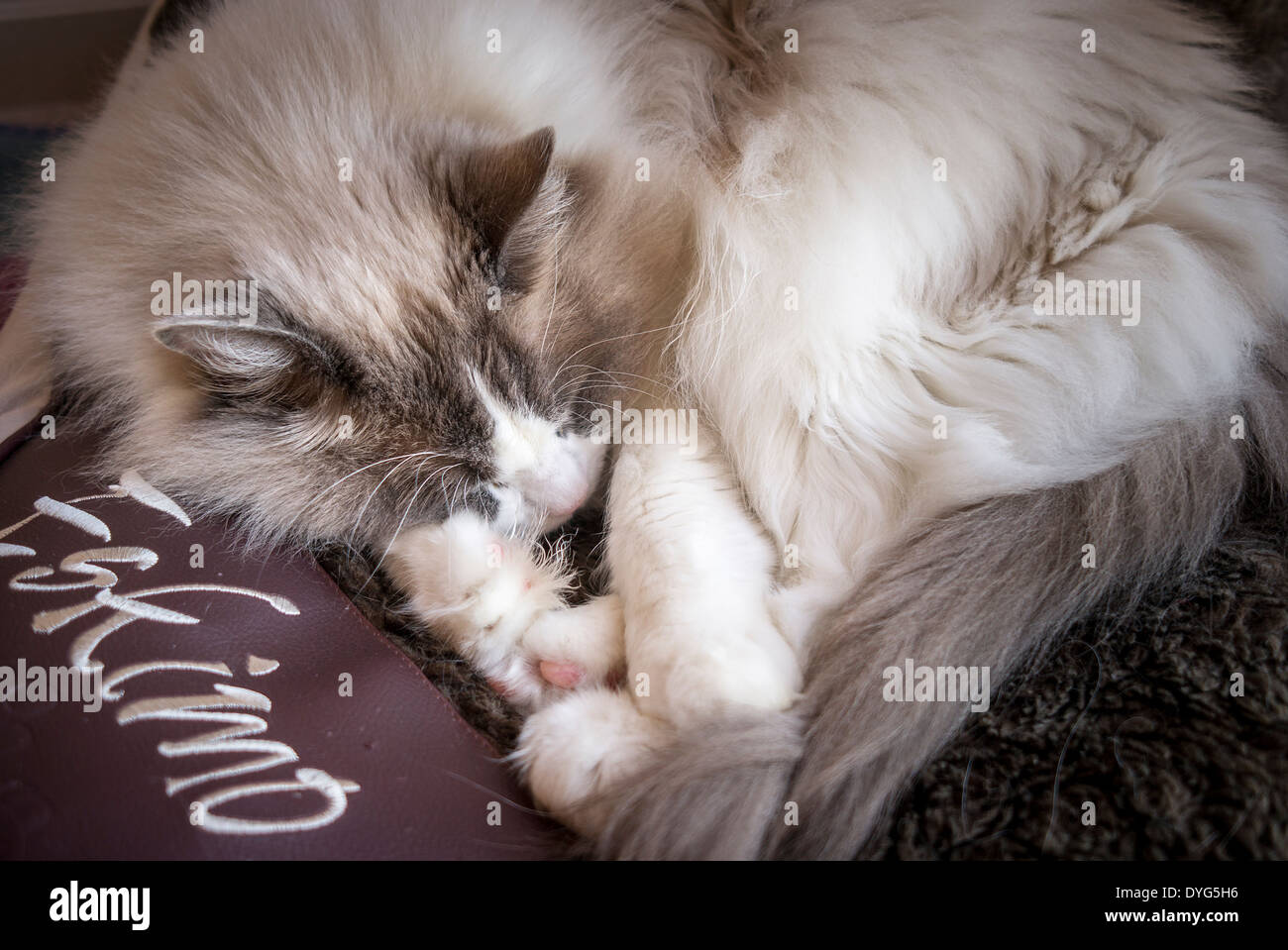 Ragdoll Katze schläft auf einem beliebten Eskimo-Bett Stockfoto