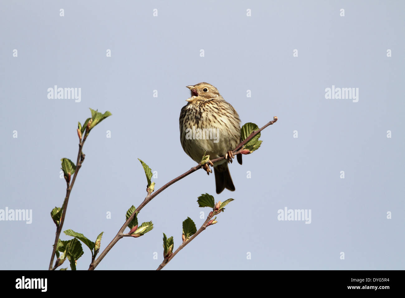 Grauammer, Emberiza Calandra, singen auf Territorium Stockfoto