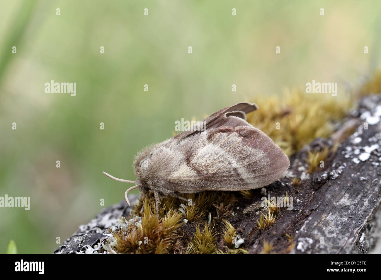Fox Moth, Macrothylacia Rubi, Weiblich Stockfoto