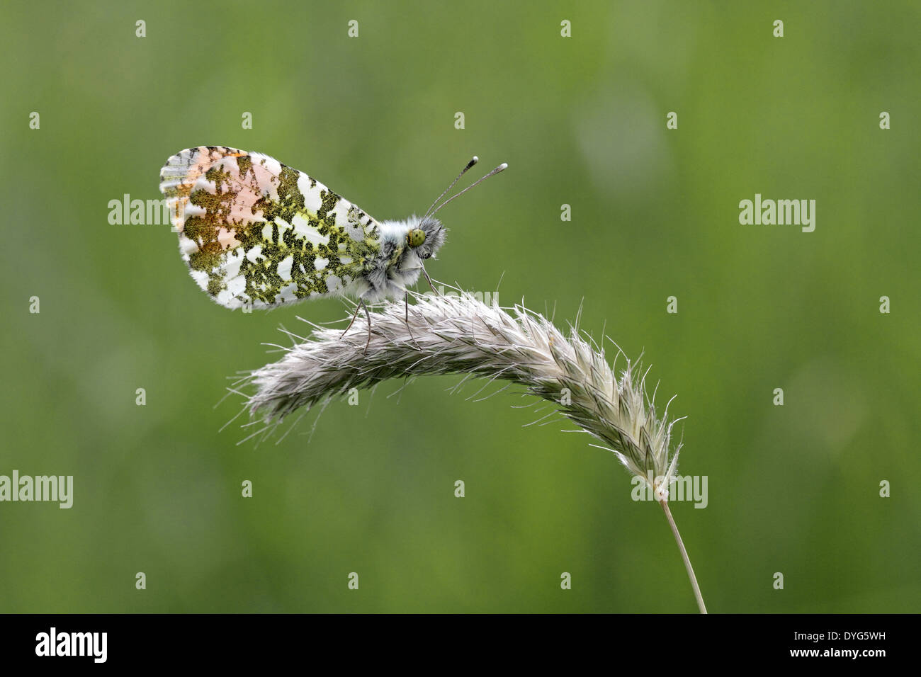 Orange Tipp Schmetterling männlich, Anthocharis Cardamines, ruht auf einem Rasen-Stiel Stockfoto