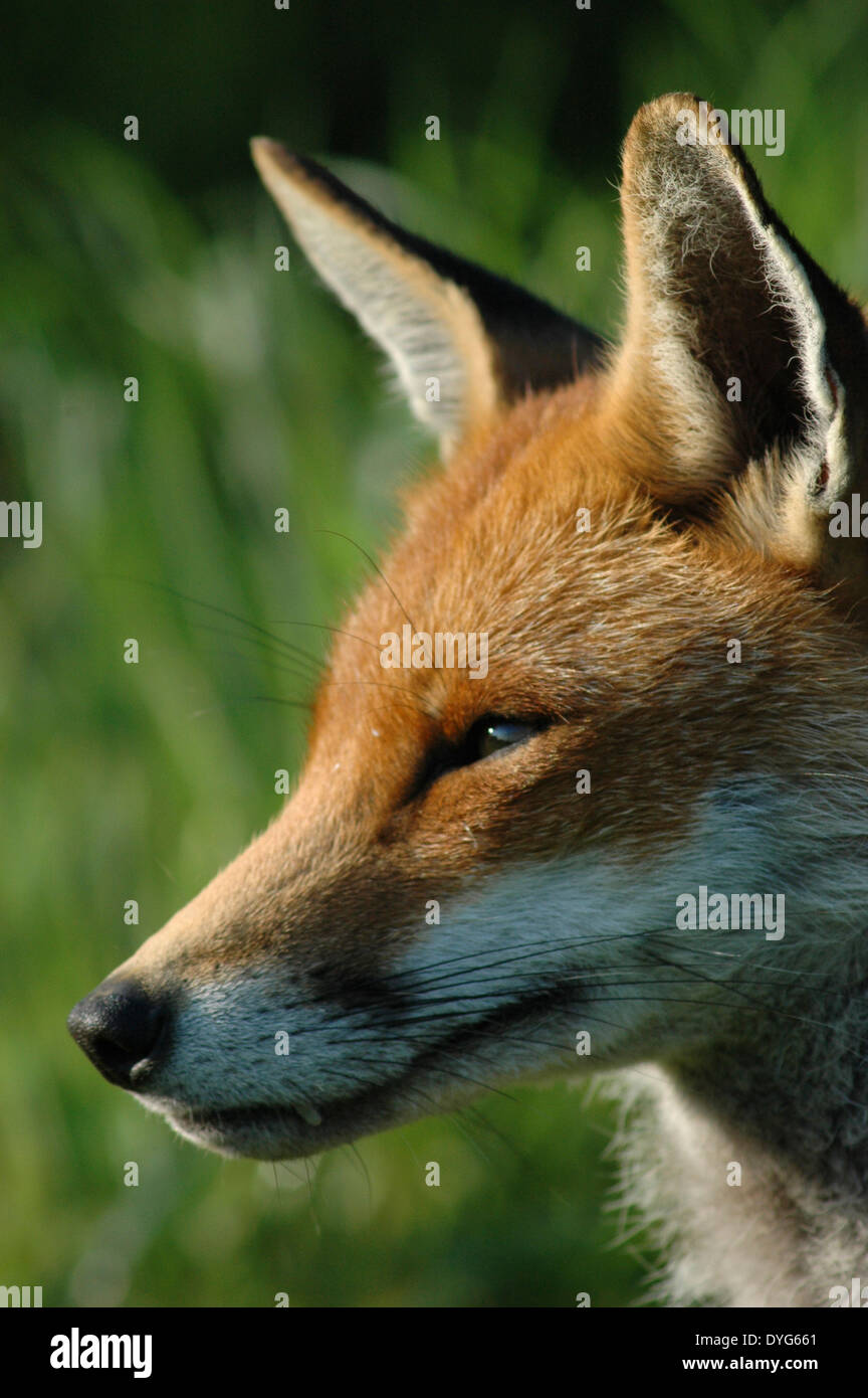 Eine Nahaufnahme des Kopfes von einem Rotfuchs (Vulpes Vulpes) Aalen in der Sonne in der englischen Landschaft Stockfoto