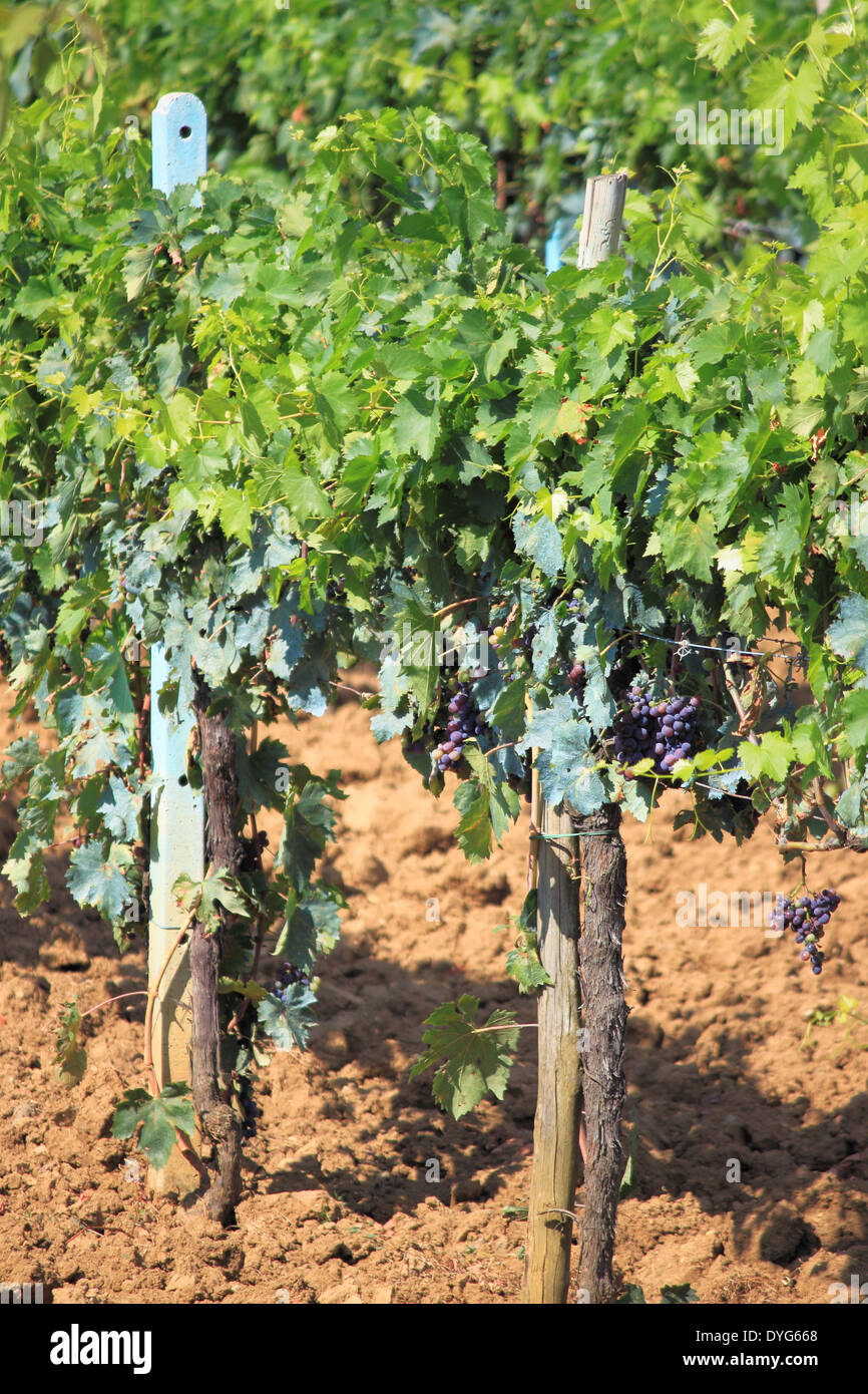 Dunkle Trauben auf einem Weingut in der Toskana, Italien Stockfoto