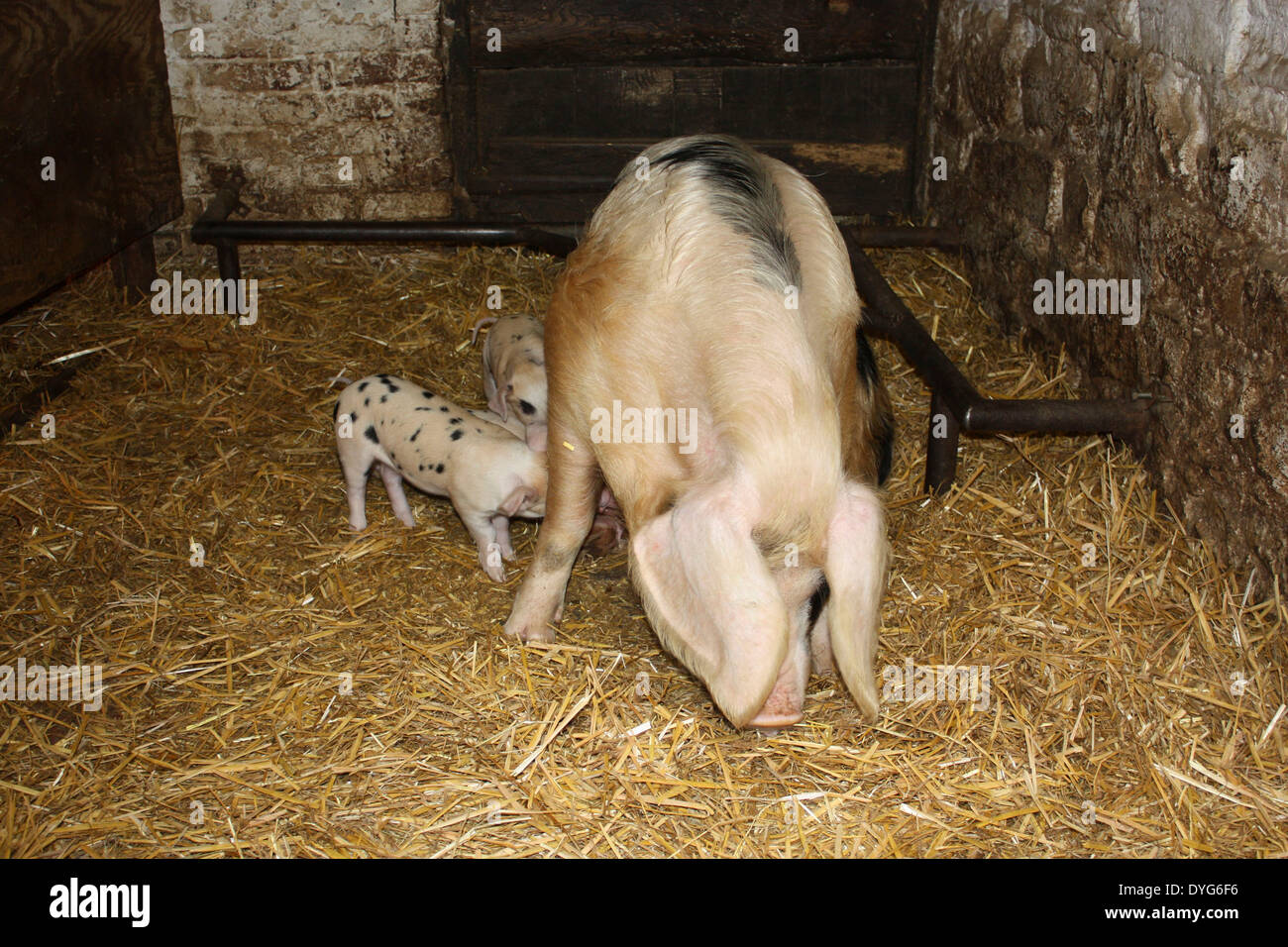 Ein Mutterschwein mit ihrer Ferkel in einem Stall auf dem Acton Scott arbeiten Bauernhof Stockfoto