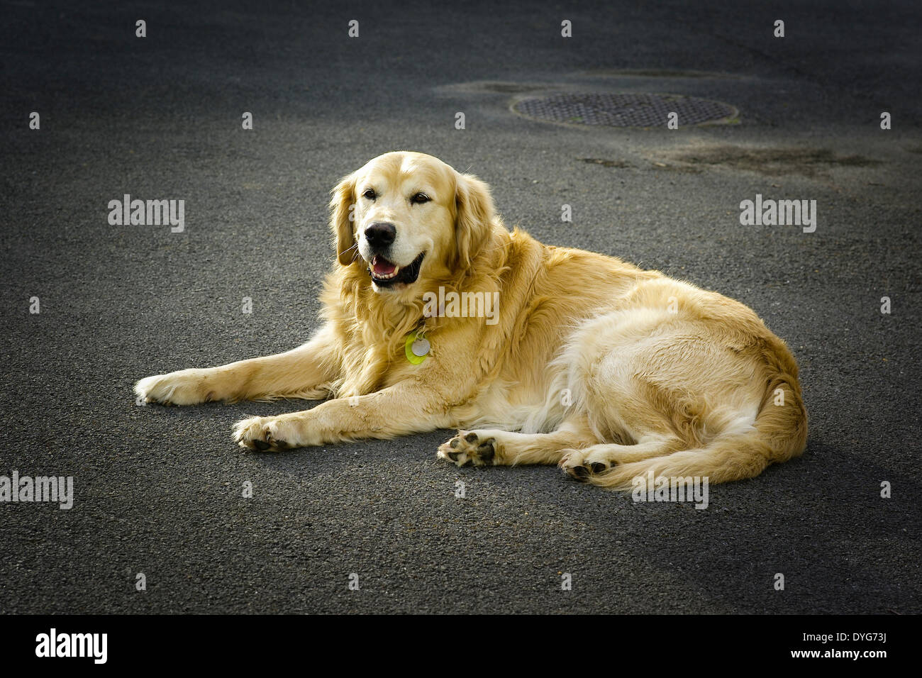 Golden Retriever Hund im Hof liegend Stockfoto