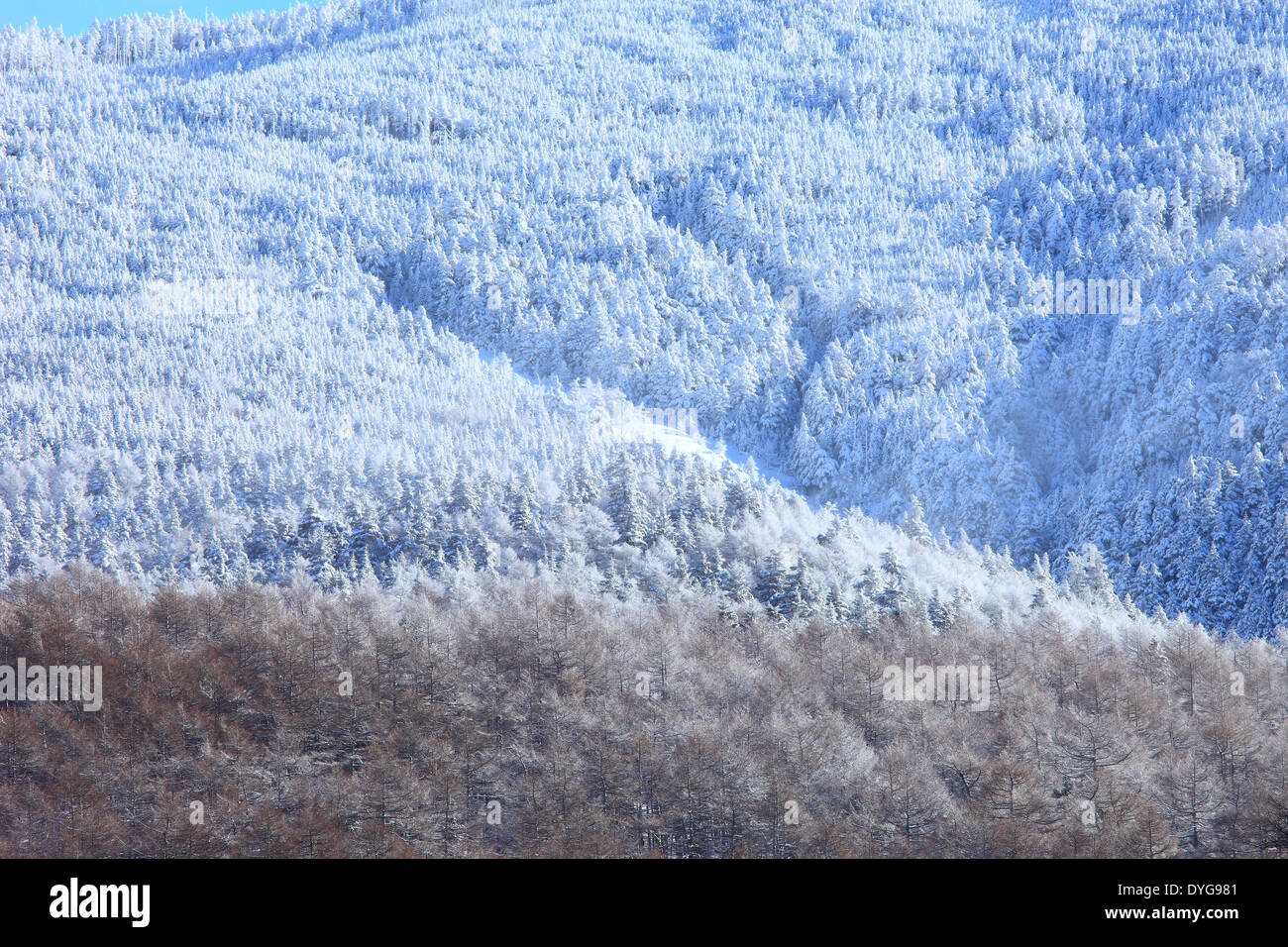 Takamine Plateau, Präfektur Gunma, Japan Stockfoto