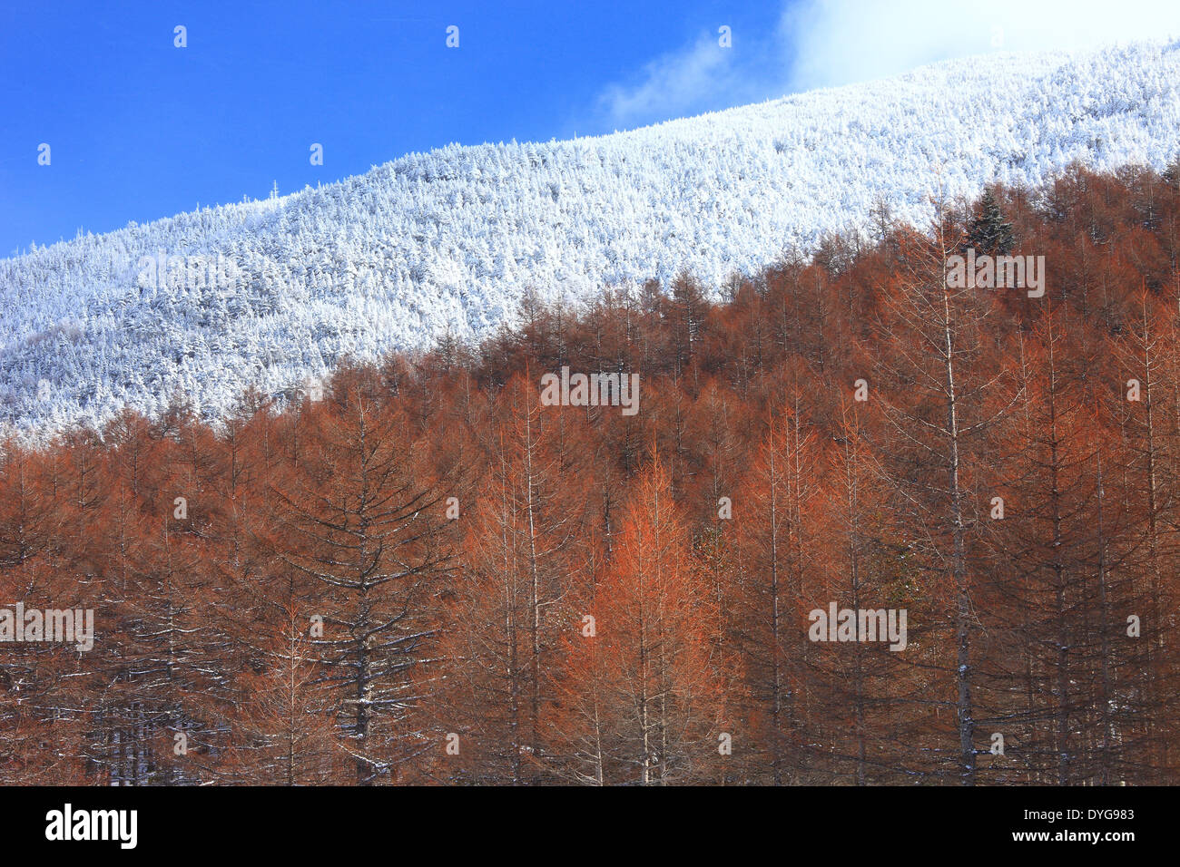 Takamine Plateau, Präfektur Gunma, Japan Stockfoto