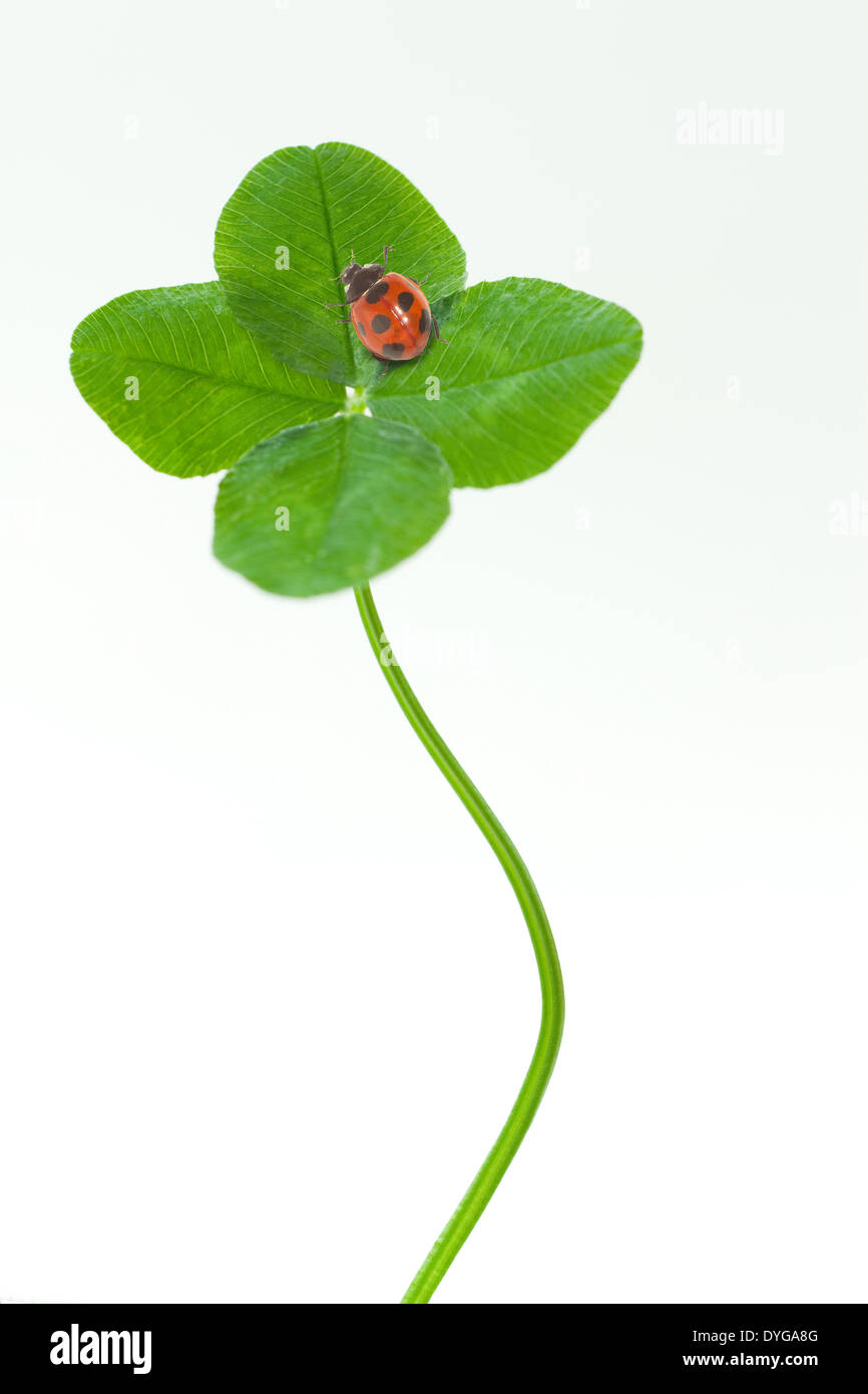 Marienkäfer auf grünes Blatt Stockfoto